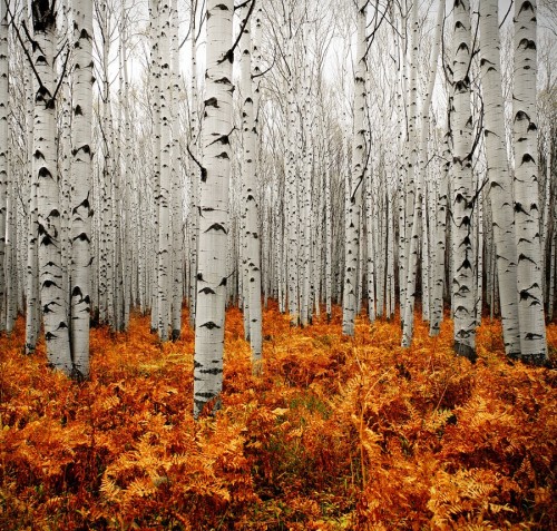 (via 500px / Photo “Aspen Forest” by Chad Galloway)