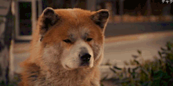 magikyul:  chewwie-chu:   For years, even though Parker never returned, Hachiko continued to wait. Through sun, snow, rain, hail, starvation and old age- something in his heart just kept telling him to come back. Omg, The real story and film never fails