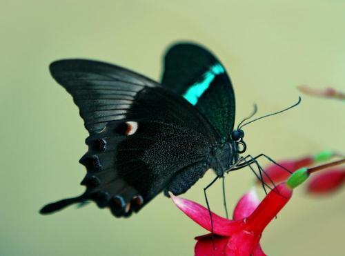 everywhereiturn:   Vocês sabiam que a borboleta se esforça muito quando vai sair