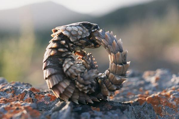 gamzeesbitch:  zolanimals:  Armadillo Lizard  aw it looks like a little dragon awwwwww