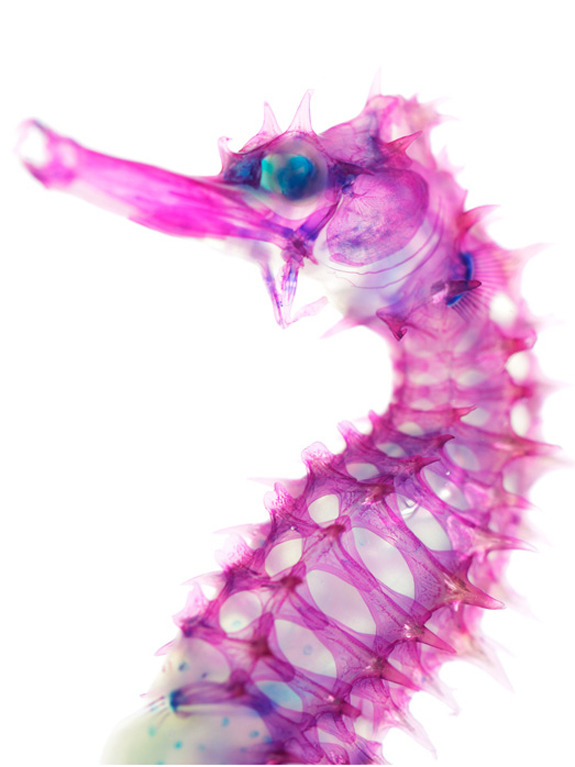 Pinkapocalypse♥