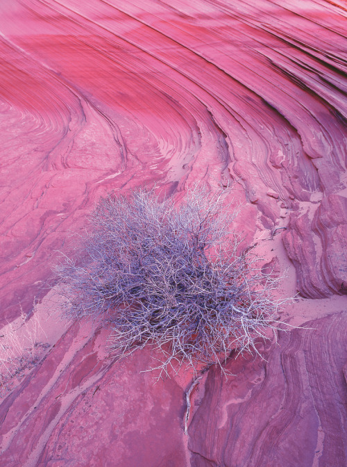 ANNIA HARRUP