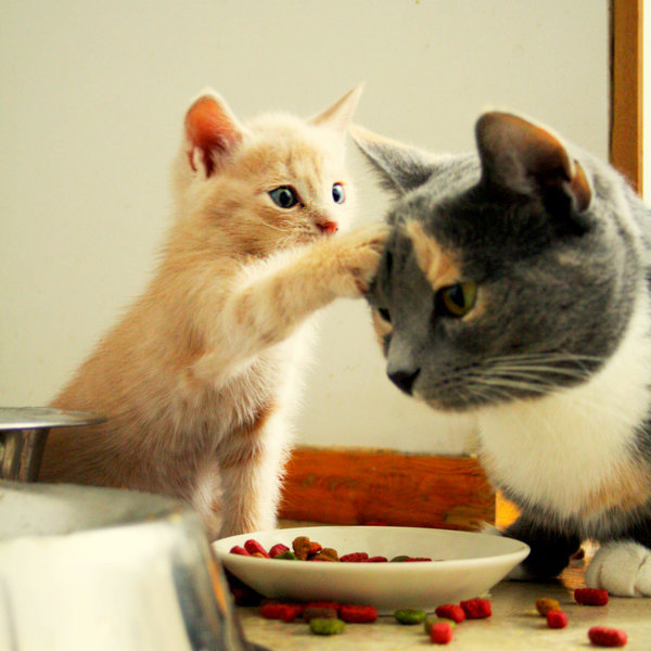 mmtki:  theanimalblog:  mama, shame on you | by jausmiina  2011-07-17 