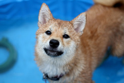 fuckyeahshibainu:  Rosie in the Pool (by