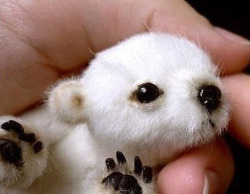  Just a baby polar bear. That is all. 
