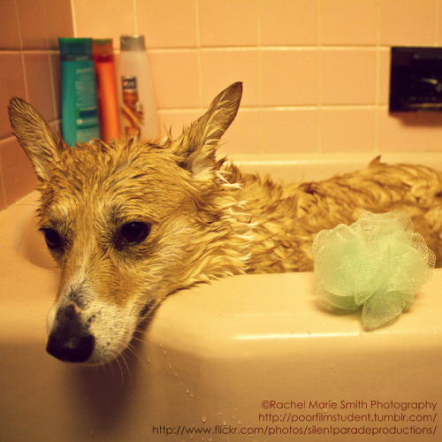 365/155 - Bath Time on Flickr.Via Flickr: Mom told me we were going swimming…this is a bathtu