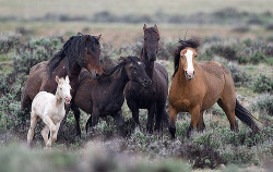 theworldwelivein:  Wild Horses in McCullough Peaks, Wyoming© fiznatty 