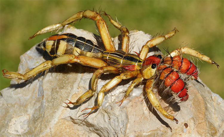 Brown recluse spider bite