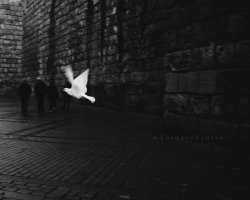 black-and-white:  dove | by CameraDude 