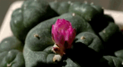 herbgardening:   flowering peyote  so sacred