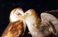 Owl kisses.♥