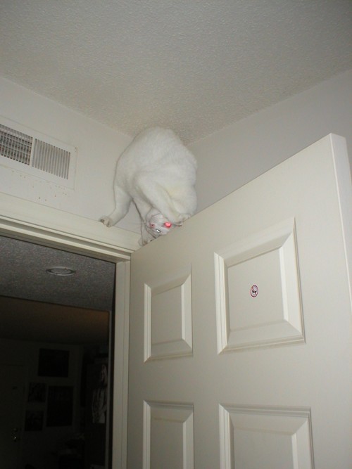 kllk070911:  getoutoftherecat:  get down from there cat. you cannot do acrobatics