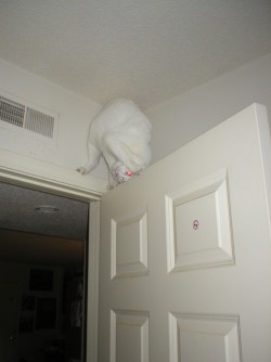 Kllk070911:  Getoutoftherecat:  Get Down From There Cat. You Cannot Do Acrobatics