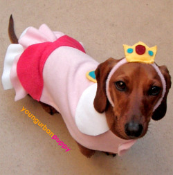 nerdsexins:  princess pooch! :D  