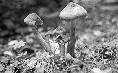 rosaleenryanpic:  Fungi (by Rosaleen Ryan) Scanned Negative Experiment