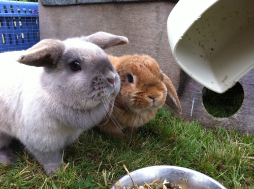 dailybunny:Thanks, Alex!