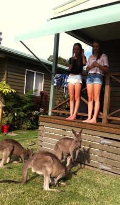 vodka-whore:  meanwhile in Australia…