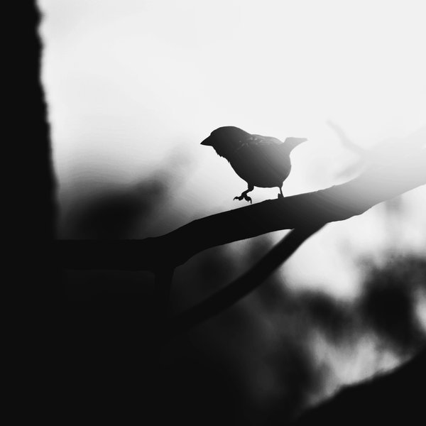 chopa:  the black song | by 8o-clock 