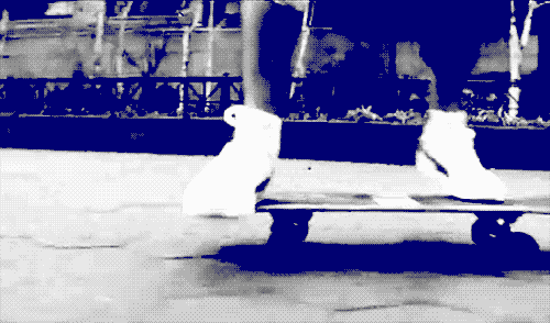 joaopauloh:  A vida é como uma manobra de skate: Pode dar certo, pode dar errado,