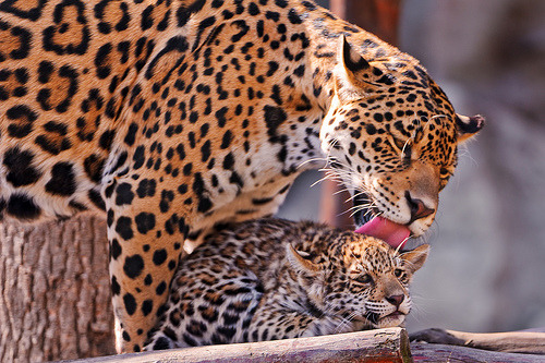 I really just want to find a cat girl who will let me do this to her. I promise not to lick your fur