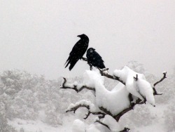 tatteredbanners:  “In Norse myth, Huginn (“thought”) and Muninn (“memory”) are the two ravens of the chief god  Odin. Each  morning Odin sends forth these ravens and they fly over the earth. At  night they return and sit on his shoulders to