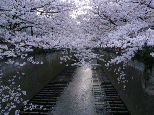 lifeform/