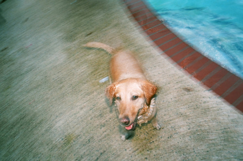 my parents dog BRITNEY SPEARS