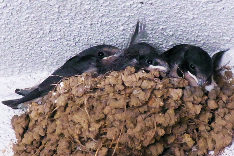 Three little swallows.