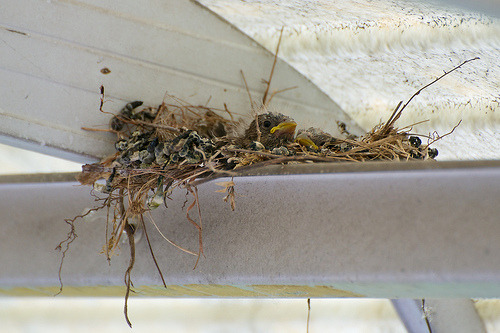 Finch Babies! (by Steelopus)
If at first you don’t succeed…
…build a new nest and lay some more eggs and then, voila! Finch Babies!