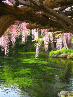 sunsurfer:  Wisteria Bridge, Kyoto, Japan