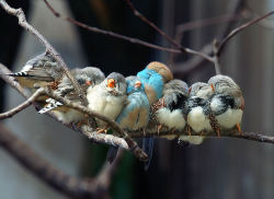 lori-rocks: Siesta  by Istvan Lichner