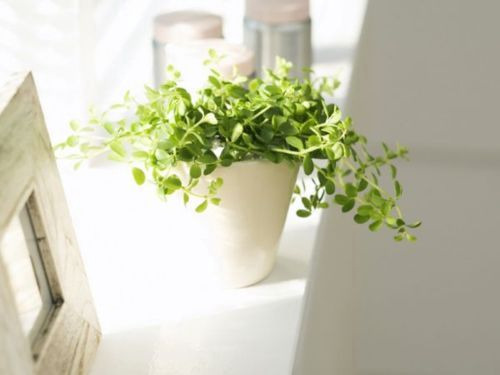aranciata:  I want a greenhouse- like actually. x 