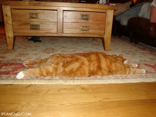 Cat Plank