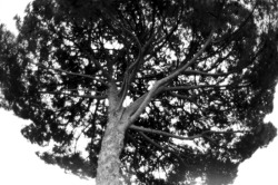 tree _ 2010 