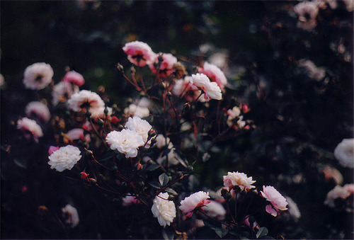 floralls:  (by air in winter) 