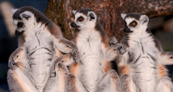 theanimalblog:  Three lemurs (by Tambako