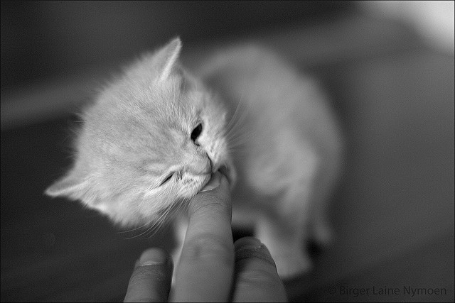  I call him Bitey by burgerno on Flickr. 