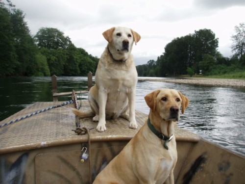 dogsonboats:  Ahoy!