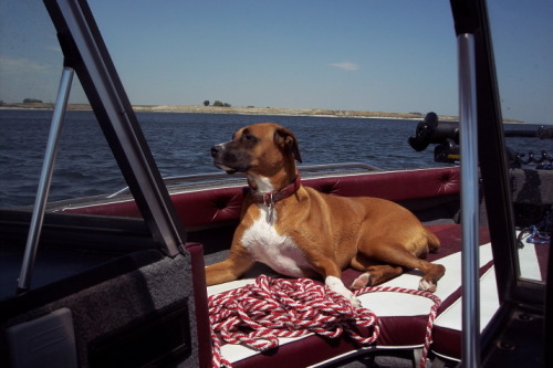 dogsonboats:  Ahoy!