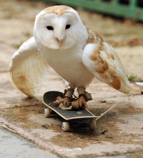 deathmetalrooster:  Best thing ever.  Só eu que não sei andar de skate 