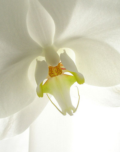 petitpoulailler:
“ artemisdreaming: White Orchid
”