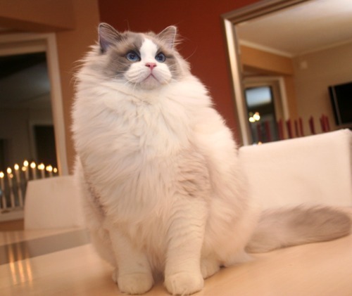 meowthtomeowth.tumblr.com/post/7146092859/