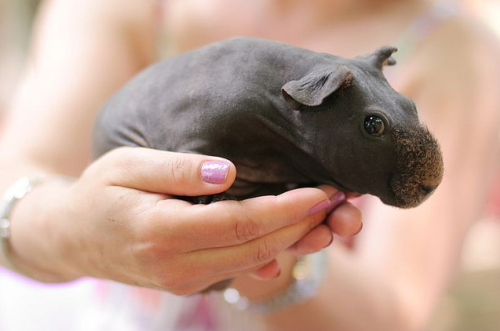 imheredontleaveme:  furia-roja:  sisterspock:   Stop everything. Hold my calls. I need to stare at this newborn hippo.  asdf  :3  OMFGGG HHJOIJIOJOJKMIJ SO CUTE <3 ^___^ 