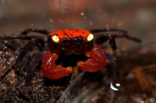 cloesy:  crabs 