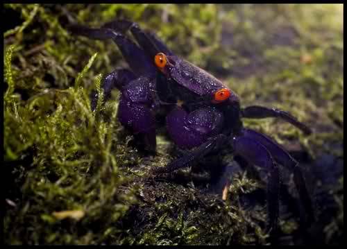 cloesy:  I love crabs more than Fiz  no way!!