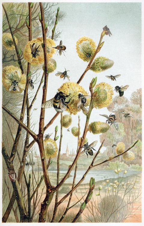 scientificillustration:oldbookillustrations:A spring day in the life of insects.From Brehms Tierlebe