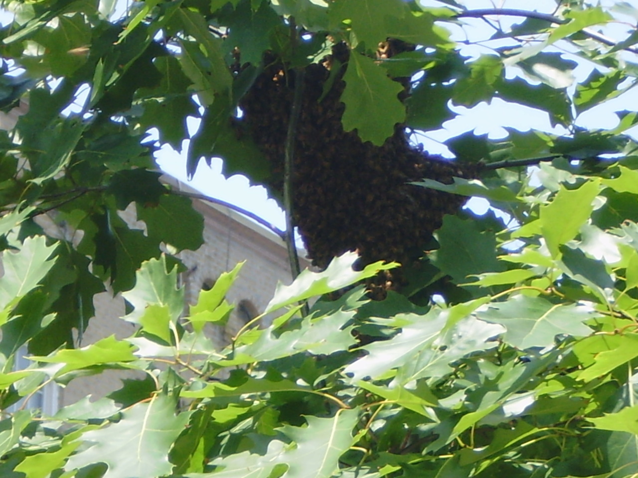 Swarm of bees today, in a tree on the corner of Fairview Ave and Broadway… around the corner from me.. In New York City