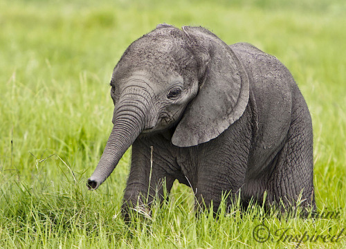 magicalnaturetour:Calf by Mike Wanini :)