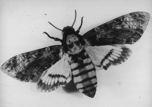  Acherontia Styx moth 