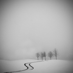 black-and-white:  (via 500px / Photo “Trees”